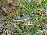 Lobelia kirkii all3-t.JPG